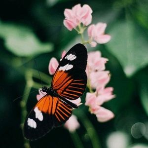 Meet your Posher, Jen